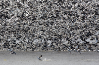 Snow Geese 6379
